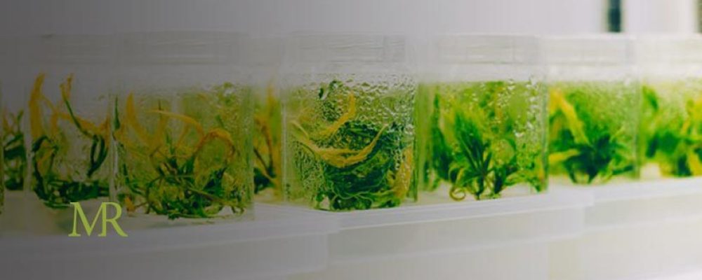 How Tissue Culture Is Revolutionizing Cannabis Cloning