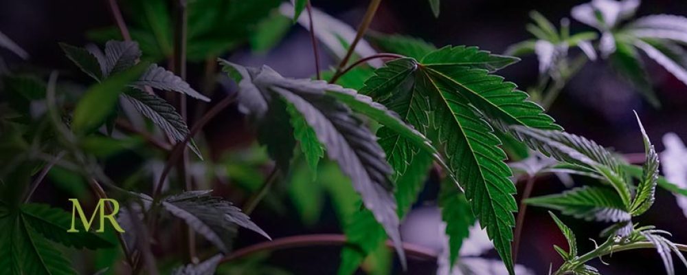 6 Cannabis Cultivation Trends That You Should Know About