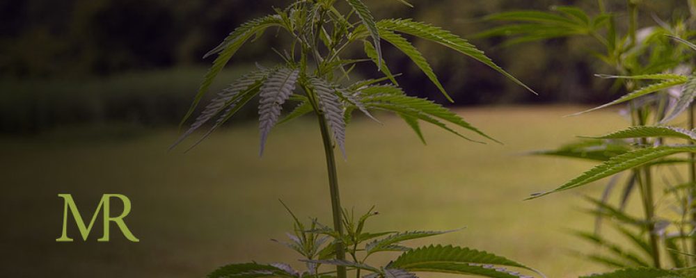 The Problem With Current Hemp Regulations