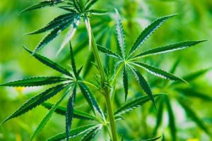 green-marijuana-plant