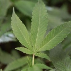 marijuana in alaska