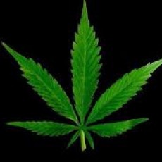 The new marijuana policy