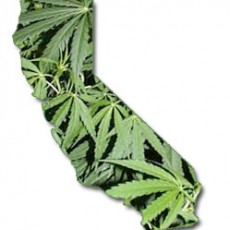 marijuana-california