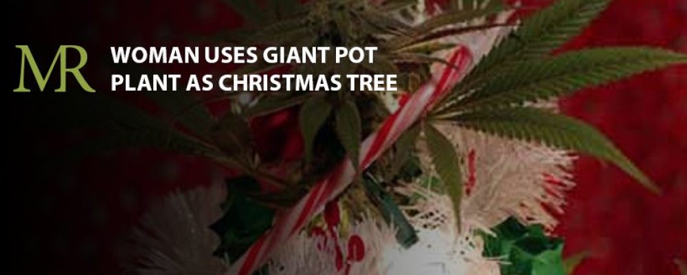 Chilean Woman Uses Giant Pot Plant as Christmas Tree