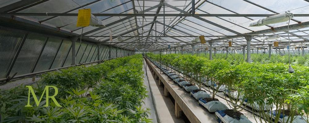 How to Find the Best Employees for Your Marijuana Cultivation Site