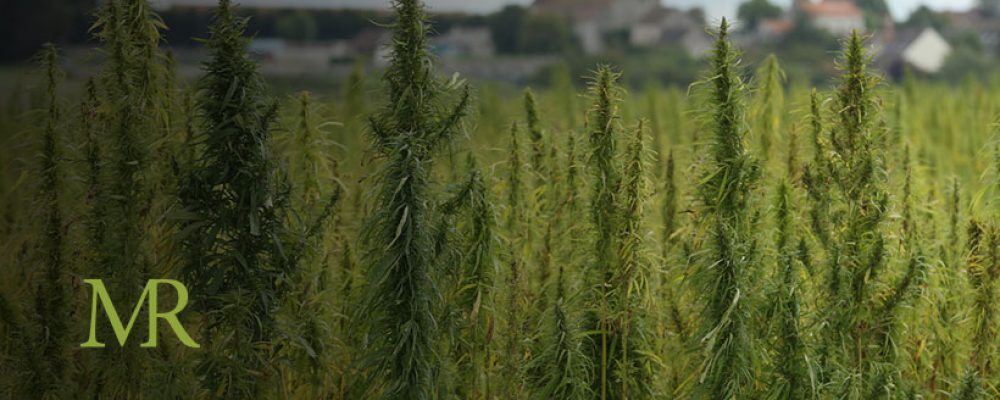 Montana Launches Online Hemp Marketplace to Connect Buyers and Sellers