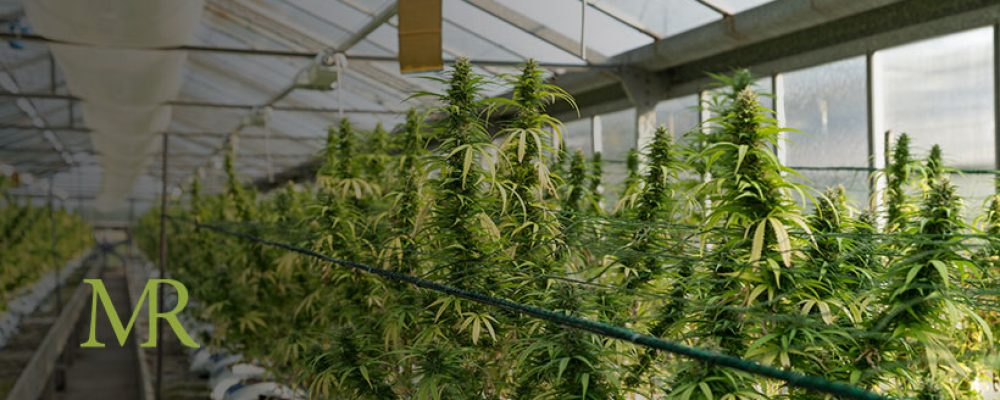 How Cannabis Growers Are Using Technology to Boost Efficiency and Improve Their Bottom Line