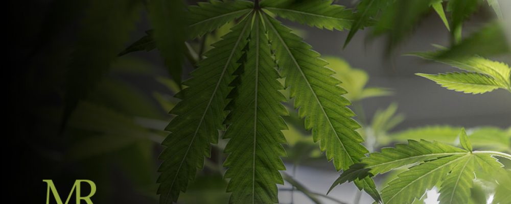 Key Cannabis Industry Trends For 2019