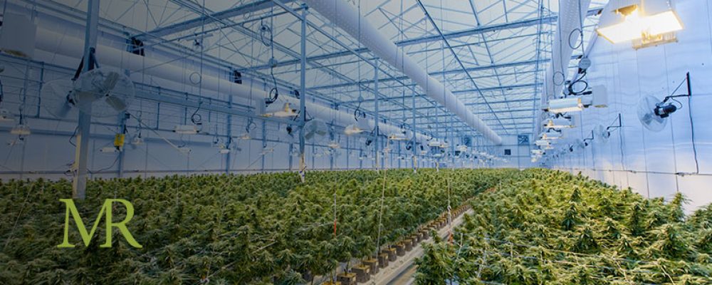 Why The Largest Cannabis Company in the World Still Won’t Enter the US Market