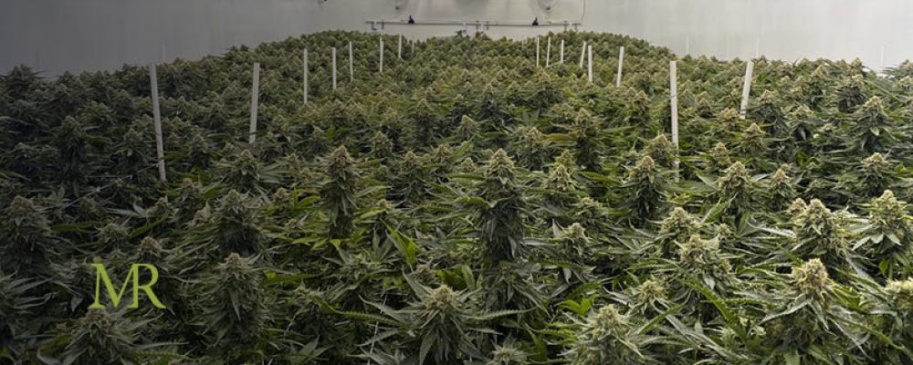 Automating Your Cannabis Cultivation Processes: Weighing Costs and Benefits