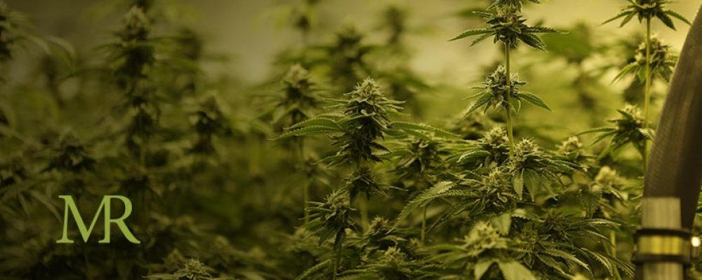 3 Key Steps Marijuana Cultivators Must Take to Avoid Regulatory Failure
