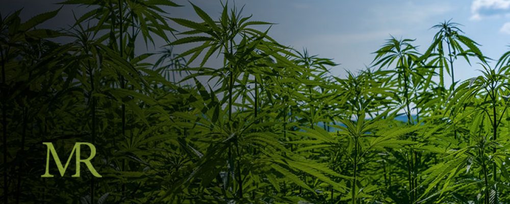 USDA Issues Hemp Regulations For Public Feedback